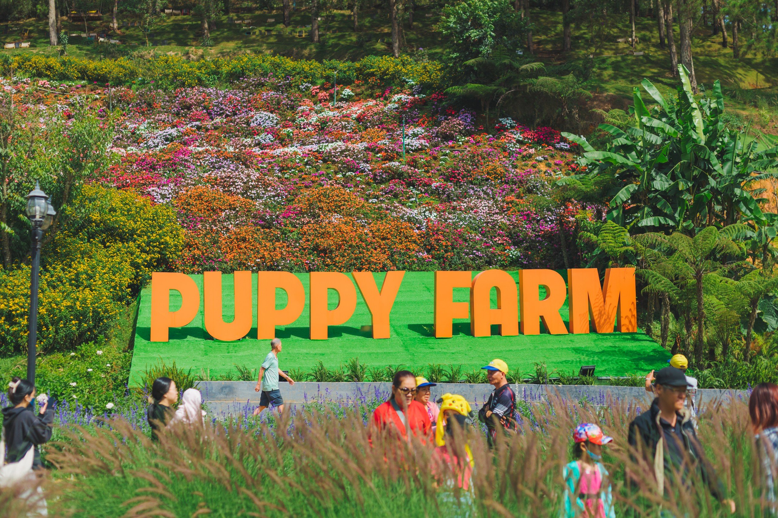 Hè 2024 Puppy Farm Đà Lạt có gì hấp dẫn?- Ảnh 7. Hè 2024 Puppy Farm Đà Lạt có gì hấp dẫn?- Ảnh 7.