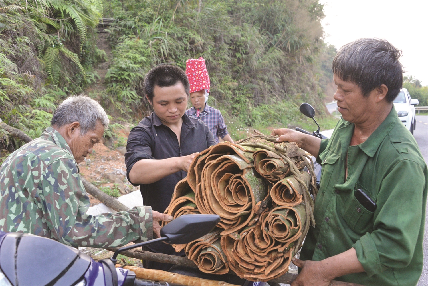 Bước sang tháng 4, tháng 5 khi hồi đã vãn trên cành cũng là lúc quế vào vụ thu hoạch Bước sang tháng 4, tháng 5 khi hồi đã vãn trên cành cũng là lúc quế vào vụ thu hoạch