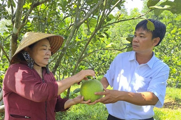 Ngoài chè, bưởi da xanh ở Hoài Ân được chứng nhận OCOP cùng với nhiều nông sản khác Ngoài chè, bưởi da xanh ở Hoài Ân được chứng nhận OCOP cùng với nhiều nông sản khác