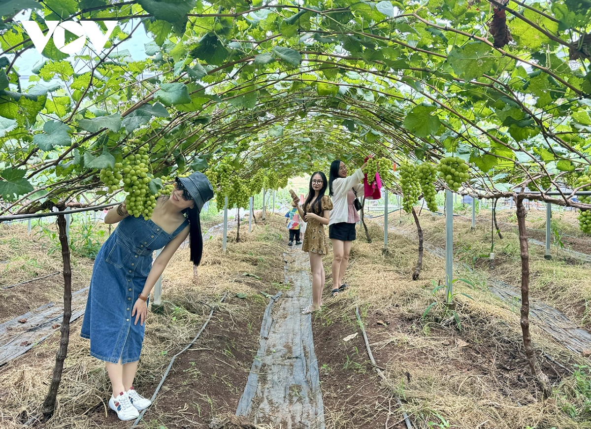 trồng nho mẫu đơn - hướng đi mới cho vùng đất khó buôn Đôn hình ảnh 2 trong nho mau don - huong di moi cho vung dat kho buon Don hinh anh 2