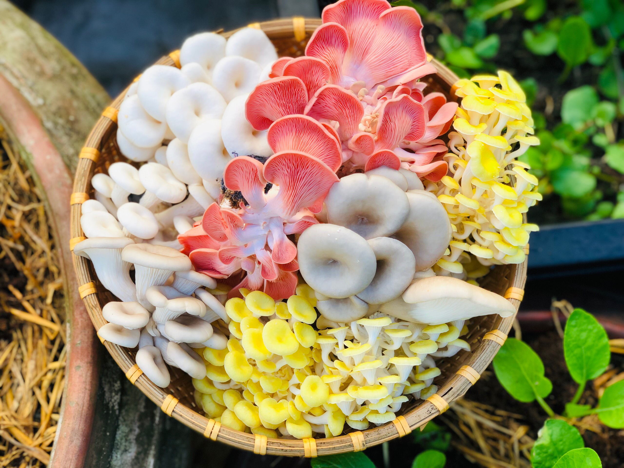 Mê ăn nấm, cô gái Bến Tre làm luôn nhà trồng nấm để khởi nghiệp- Ảnh 2. Mê ăn nấm, cô gái Bến Tre làm luôn nhà trồng nấm để khởi nghiệp- Ảnh 2.