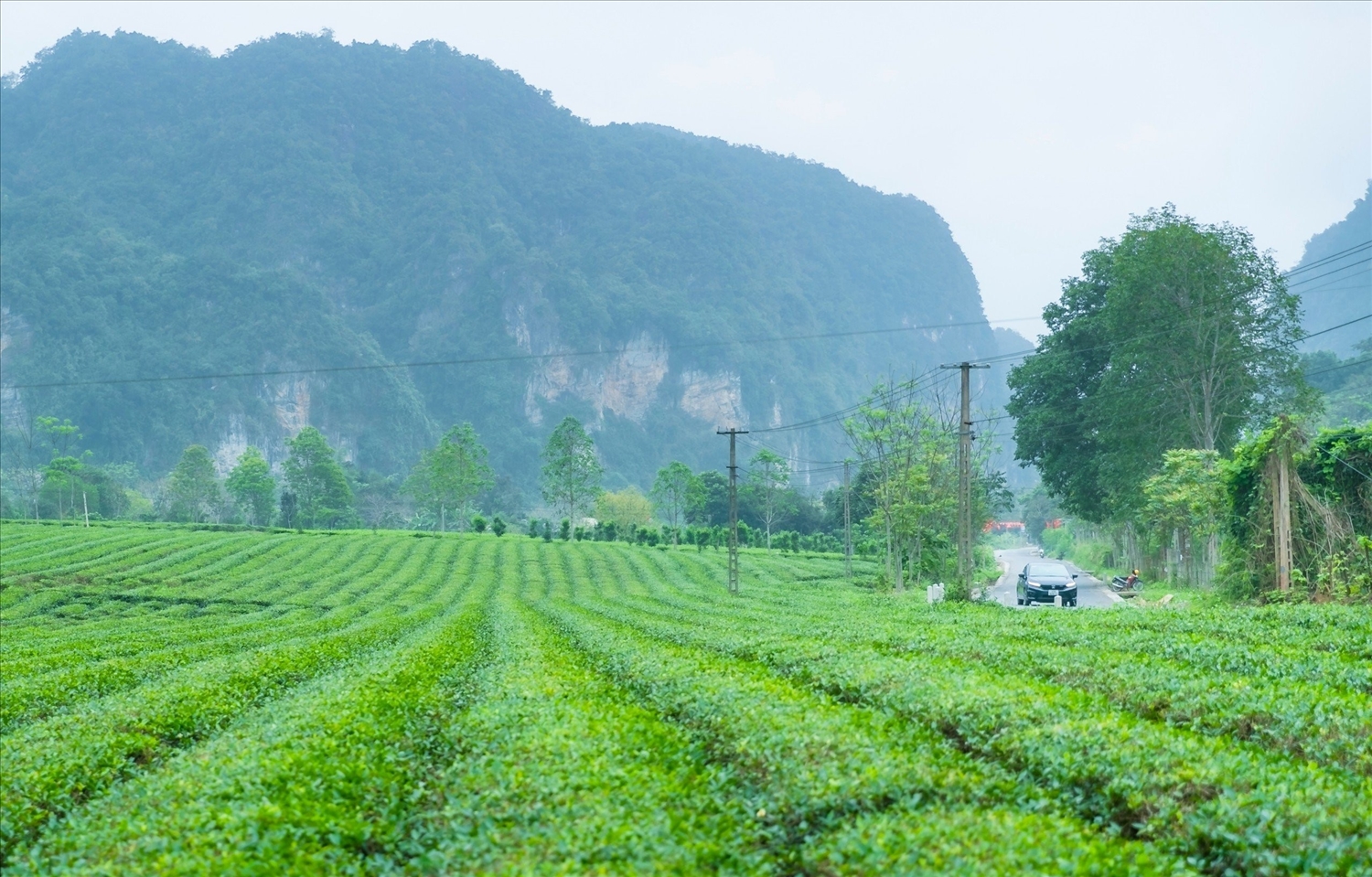 Những nương chè mang lại no ấm ở Con Cuông - ảnh Đức Anh Những nương chè mang lại no ấm ở Con Cuông. Ảnh: Đức Anh