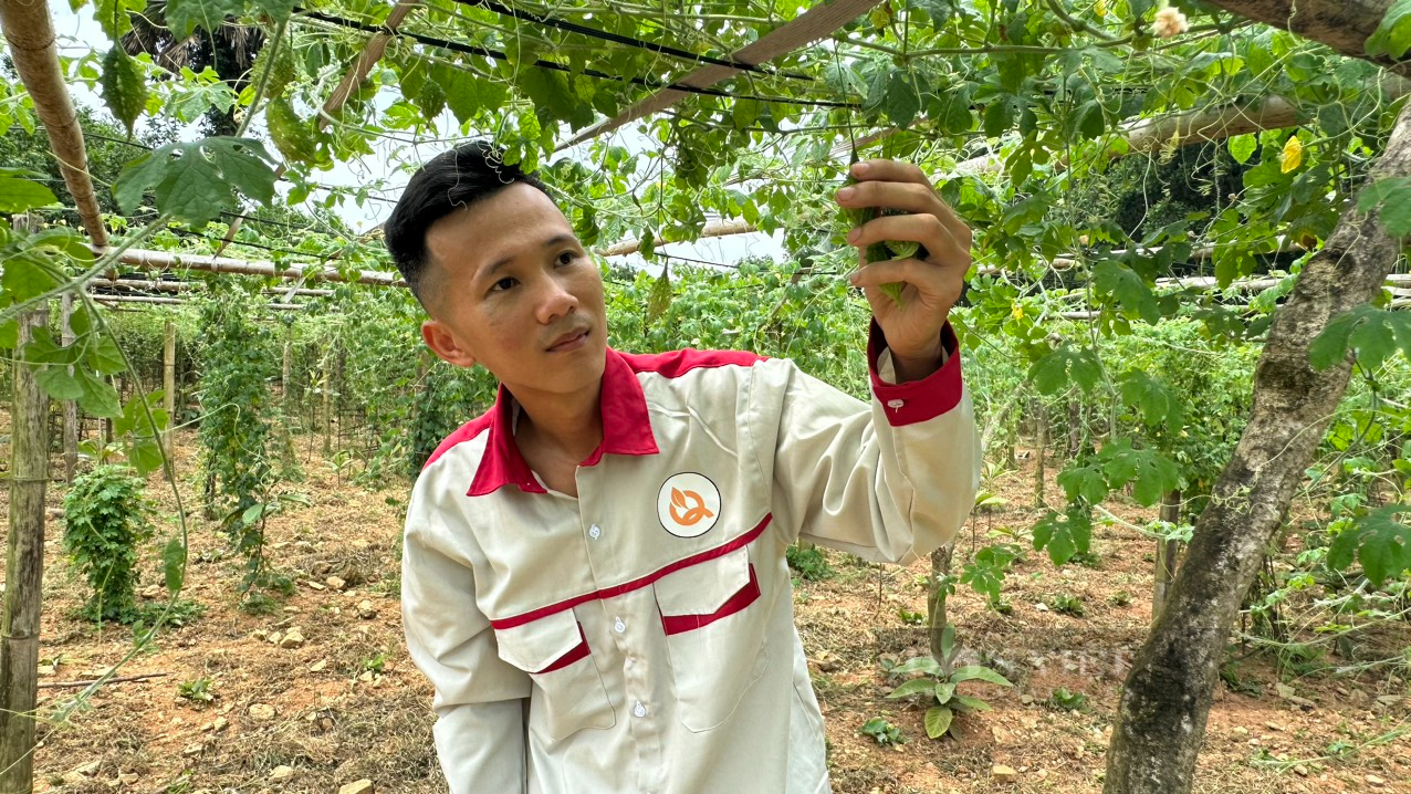 Trồng cây dược liệu, chàng kỹ sư công nghiệp người Tày Thái Nguyên giúp nhiều bà con có thu nhập ổn định- Ảnh 2. Trồng cây dược liệu, chàng kỹ sư công nghiệp người Tày Thái Nguyên giúp nhiều bà con có thu nhập ổn định- Ảnh 2.