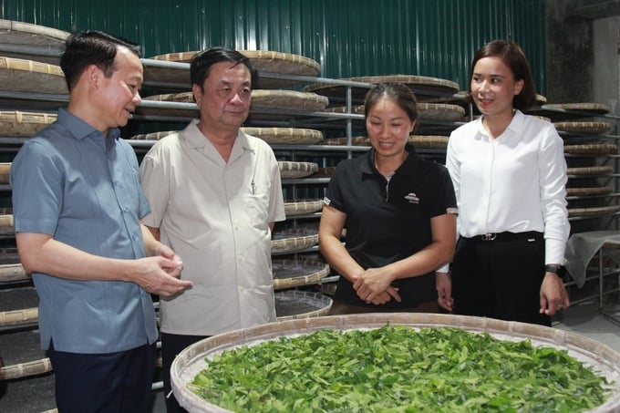 a-4-215509_133.jpg Sau hơn 2 thập kỷ, huyện Trấn Yên đã hình thành vùng trồng dâu nuôi tằm hơn 1.000ha. Ảnh: Thanh Tiến.