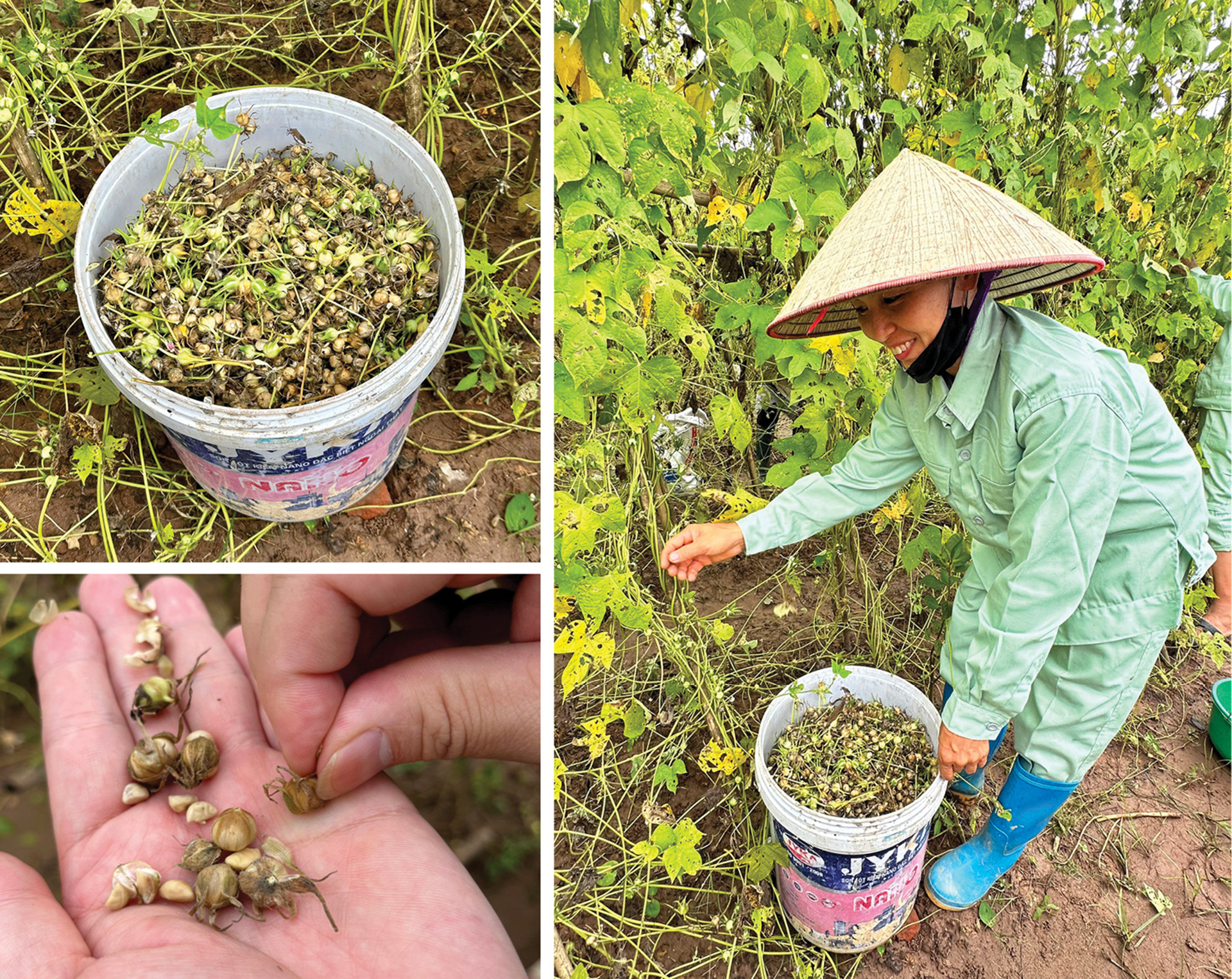 Dân vùng bãi làm thật ăn thật nhờ cây bìm bìm biếc - Ảnh 3. Dân vùng bãi làm thật ăn thật nhờ cây bìm bìm biếc - Ảnh 3.