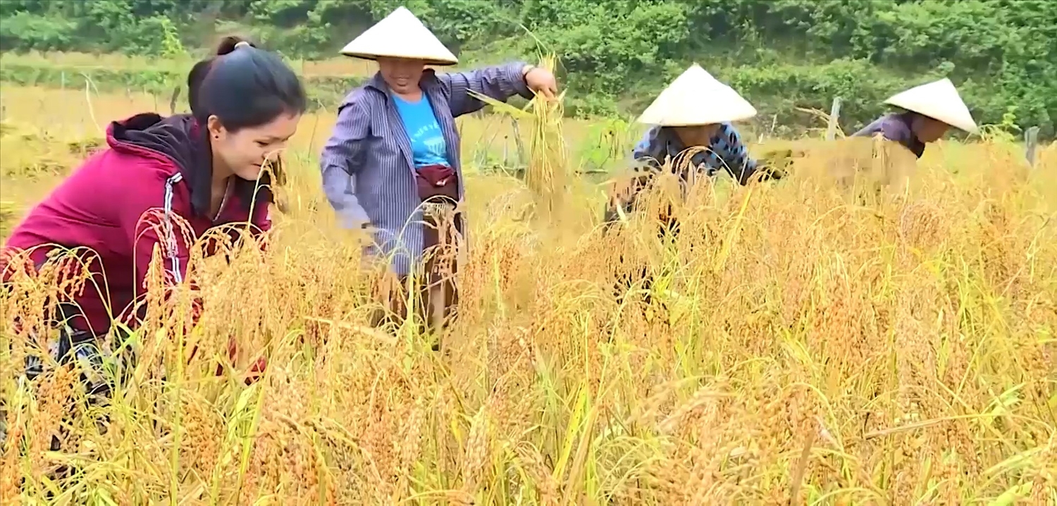 Lúa nếp Cay Nọi, mở ra cơ hội thoát nghèo cho nhiều hộ dân trên địa bàn huyện Mường Lát Lúa nếp Cay Nọi, mở ra cơ hội thoát nghèo cho nhiều hộ dân trên địa bàn huyện Mường Lát