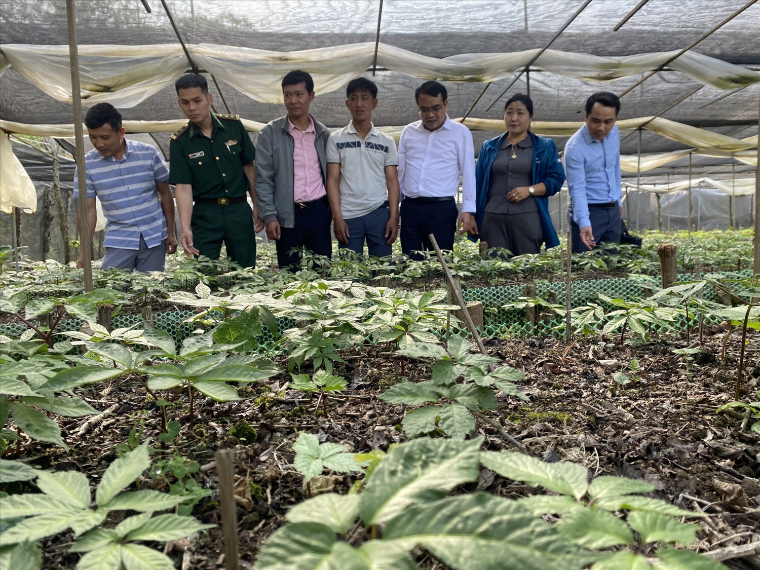 Lãnh đạo huyện Mường Tè thăm, kiểm tra vườn sâm Nhân dân bản Sín Chải B, xã Pa Vệ Sủ Lãnh đạo huyện Mường Tè thăm, kiểm tra vườn sâm Nhân dân bản Sín Chải B, xã Pa Vệ Sủ