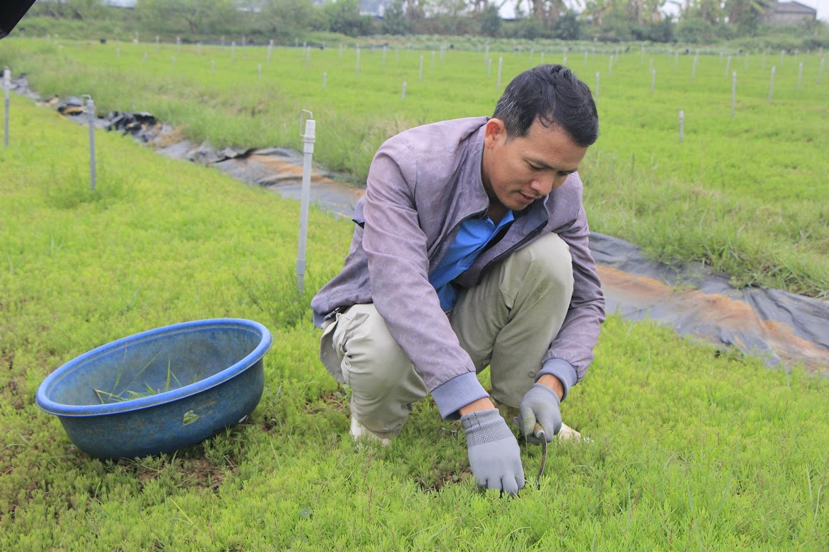 Rau nhót, loại rau dại tên nghe mắc cười, một người Nghệ An trồng thành công, thu gần 1 tỷ/ha- Ảnh 3. Rau nhót, loại rau dại tên nghe mắc cười, một người Nghệ An trồng thành công, thu gần 1 tỷ/ha- Ảnh 3.