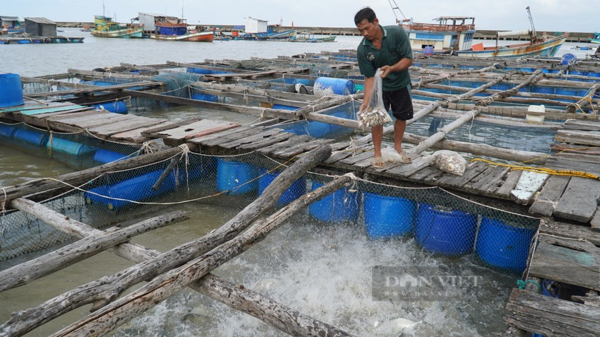 Kiên Giang: Bàn giải pháp phát triển nghề nuôi biển đến năm 2025, tầm nhìn năm 2030- Ảnh 3. Kiên Giang: Bàn giải pháp phát triển nghề nuôi biển đến năm 2025, tầm nhìn năm 2030- Ảnh 3.