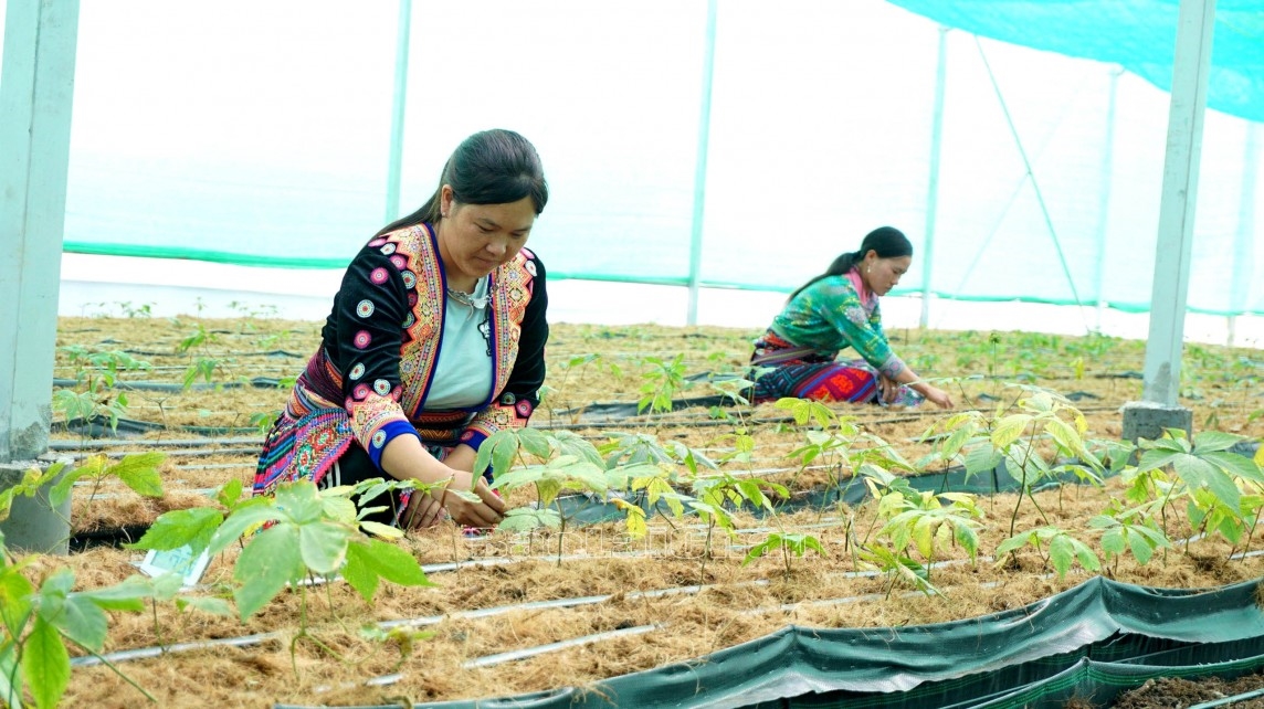 Lai Châu quan tâm phát triển cây sâm là thế mạnh của địa phương Lai Châu quan tâm phát triển cây sâm là thế mạnh của địa phương