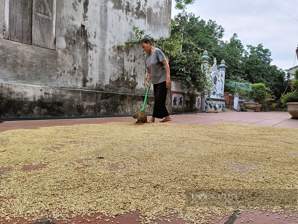 Lúa còn thơm trên đồng, thương lái đã đến tận ruộng đặt tiền mua, nông dân Ninh Bình đợi máy gặt về rồi thu tiền- Ảnh 2. Lúa còn thơm trên đồng, thương lái đã đến tận ruộng đặt tiền mua, nông dân Ninh Bình đợi máy gặt về rồi thu tiền- Ảnh 2.