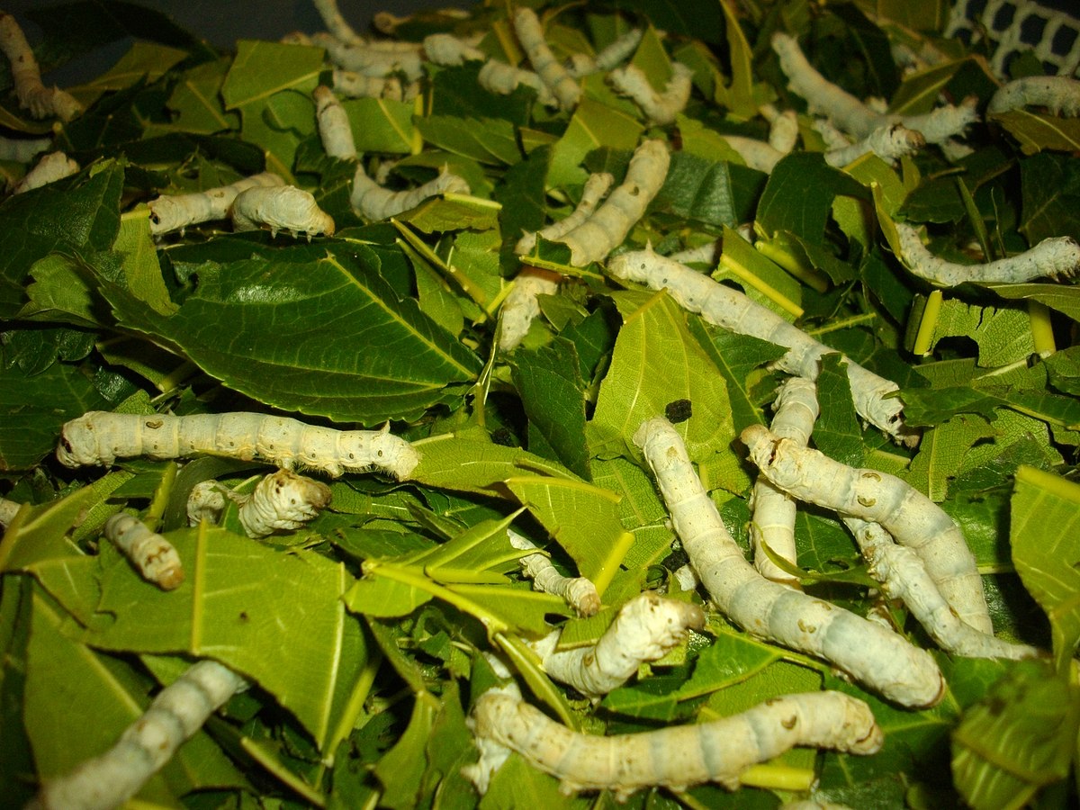 Trồng dâu nuôi tằm thay đổi kinh tế gia đình- Ảnh 2. Trồng dâu nuôi tằm thay đổi kinh tế gia đình- Ảnh 2.