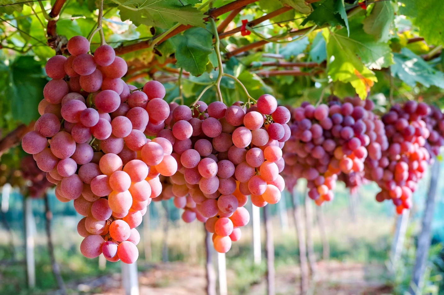 9 loại thực phẩm có thể giúp tăng cường và phục hồi gan- Ảnh 1. Australia đẩy mạnh xuất khẩu nho tươi sang Việt Nam