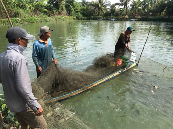 Đây là loài vật đẹp mã, dân Hậu Giang nuôi thành công dưới ao đất, bắt 10 tấn, bán 65.000 đồng/kg- Ảnh 1. Đây là loài vật đẹp mã, dân Hậu Giang nuôi thành công dưới ao đất, bắt 10 tấn, bán 65.000 đồng/kg- Ảnh 1.