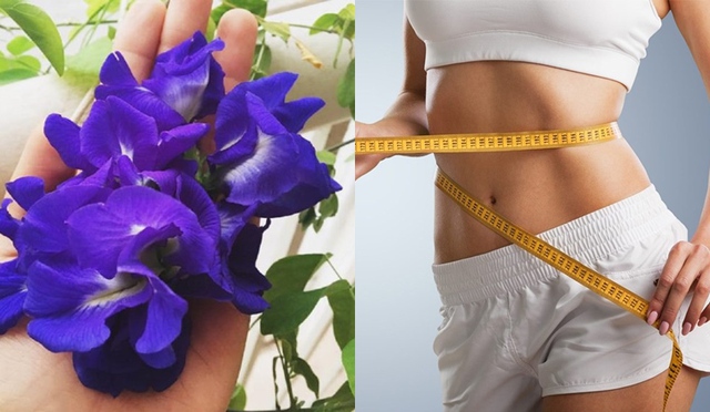 Chuyên gia phân tích cách giảm cân với trà hoa đậu biếc không phải ai cũng biết - Ảnh 2. Chuyên gia phân tích cách giảm cân với trà hoa đậu biếc không phải ai cũng biết - Ảnh 2.