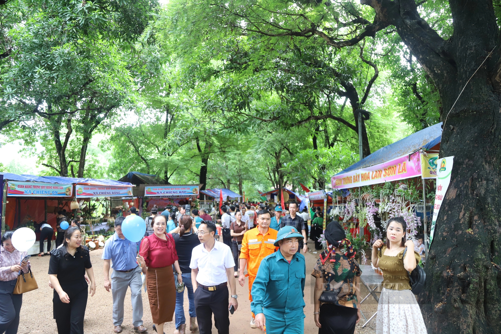 Độc đáo Ngày hội hái xoài ở vùng đất “chuối ngọt, xoài thơm”- Ảnh 1. Độc đáo Ngày hội hái xoài ở vùng đất “chuối ngọt, xoài thơm”- Ảnh 1.