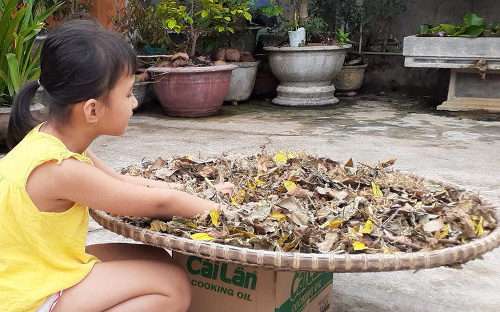 Đông nghịt người tắm biển giữa trưa Tết Đoan ngọ- Ảnh 7. Tết Đoan Ngọ về cắt lá mùng năm