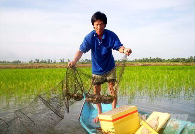 anh-1-143651_123-143652.jpg Sản xuất lúa – tôm là hình thức canh tác nông nghiệp độc đáo, 'thuận thiên' gắn liền với vùng ĐBSCL, giúp con người thích nghi hài hòa với tự nhiên. Ảnh: Lê Hoàng Vũ.