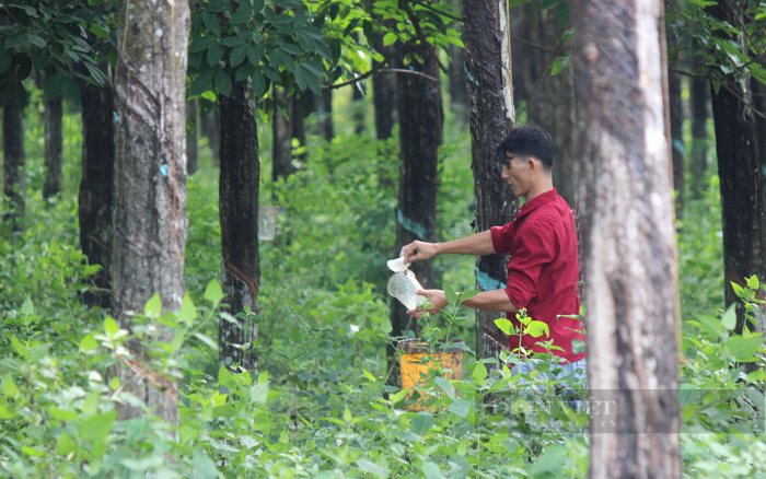 Nông dân thu hoạch mủ cao su tiểu điền ở Bình Dương. Ảnh: Trần Khánh Nông dân thu hoạch mủ cao su tiểu điền ở Bình Dương. Ảnh: Trần Khánh
