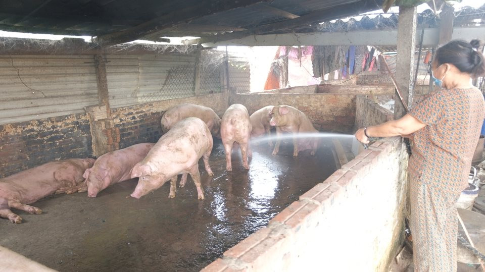 Hà Nội di dời chăn nuôi ra khỏi nội đô, còn 450 hộ chưa di dời được, khó ở đâu?- Ảnh 1. Hà Nội di dời chăn nuôi ra khỏi nội đô, còn 450 hộ chưa di dời được, khó ở đâu?- Ảnh 1.