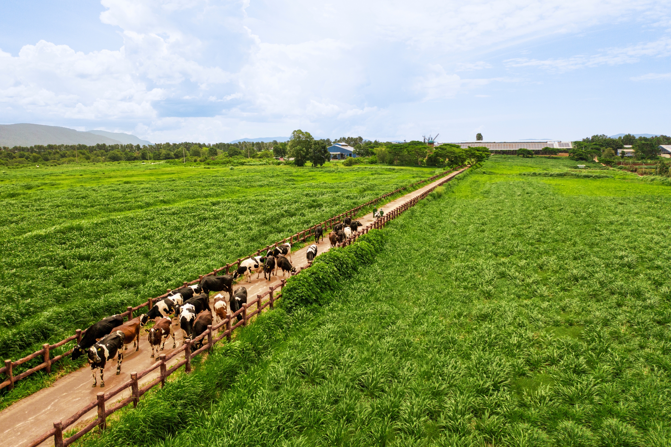 Hệ sinh thái "Net Zero" đã vượt ra ngoài những trang trại xanh của Viamilk- Ảnh 1. Hệ sinh thái "Net Zero" đã vượt ra ngoài những trang trại xanh của Viamilk- Ảnh 1.