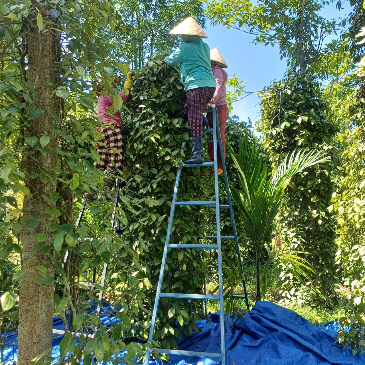 Kiên trì giữ và chăm vườn tiêu, nay giá tiêu tăng cao, nông dân một huyện miền núi ở Bình Định lãi lớn- Ảnh 1. Kiên trì giữ và chăm vườn tiêu, nay giá tiêu tăng cao, nông dân một huyện miền núi ở Bình Định lãi lớn- Ảnh 1.