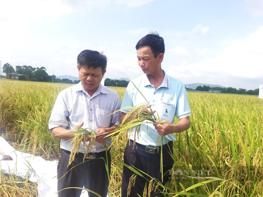 Lúa còn thơm trên đồng, thương lái đã đến tận ruộng đặt tiền mua, nông dân Ninh Bình đợi máy gặt về rồi thu tiền- Ảnh 1. Lúa còn thơm trên đồng, thương lái đã đến tận ruộng đặt tiền mua, nông dân Ninh Bình đợi máy gặt về rồi thu tiền- Ảnh 1.