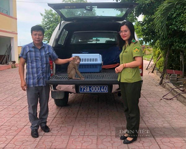 Một nông dân Quảng Bình mua con động vật hoang dã này về nuôi, sau Một nông dân Quảng Bình mua con động vật hoang dã này về nuôi, sau
