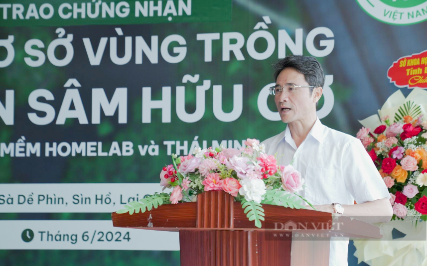 Một vườn trồng sâm ở Lai Châu được chứng nhận mã số quan trọng này- Ảnh 1. Một vườn trồng sâm ở Lai Châu được chứng nhận mã số quan trọng này- Ảnh 1.