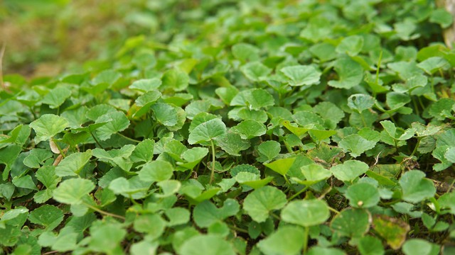 Ngày nắng nóng chế biến ngay những món ngon giải nhiệt vừa mát gan vừa ngon miệng từ loại rau dại này- Ảnh 2. Ngày nắng nóng chế biến ngay những món ngon giải nhiệt vừa mát gan vừa ngon miệng từ loại rau dại này- Ảnh 2.
