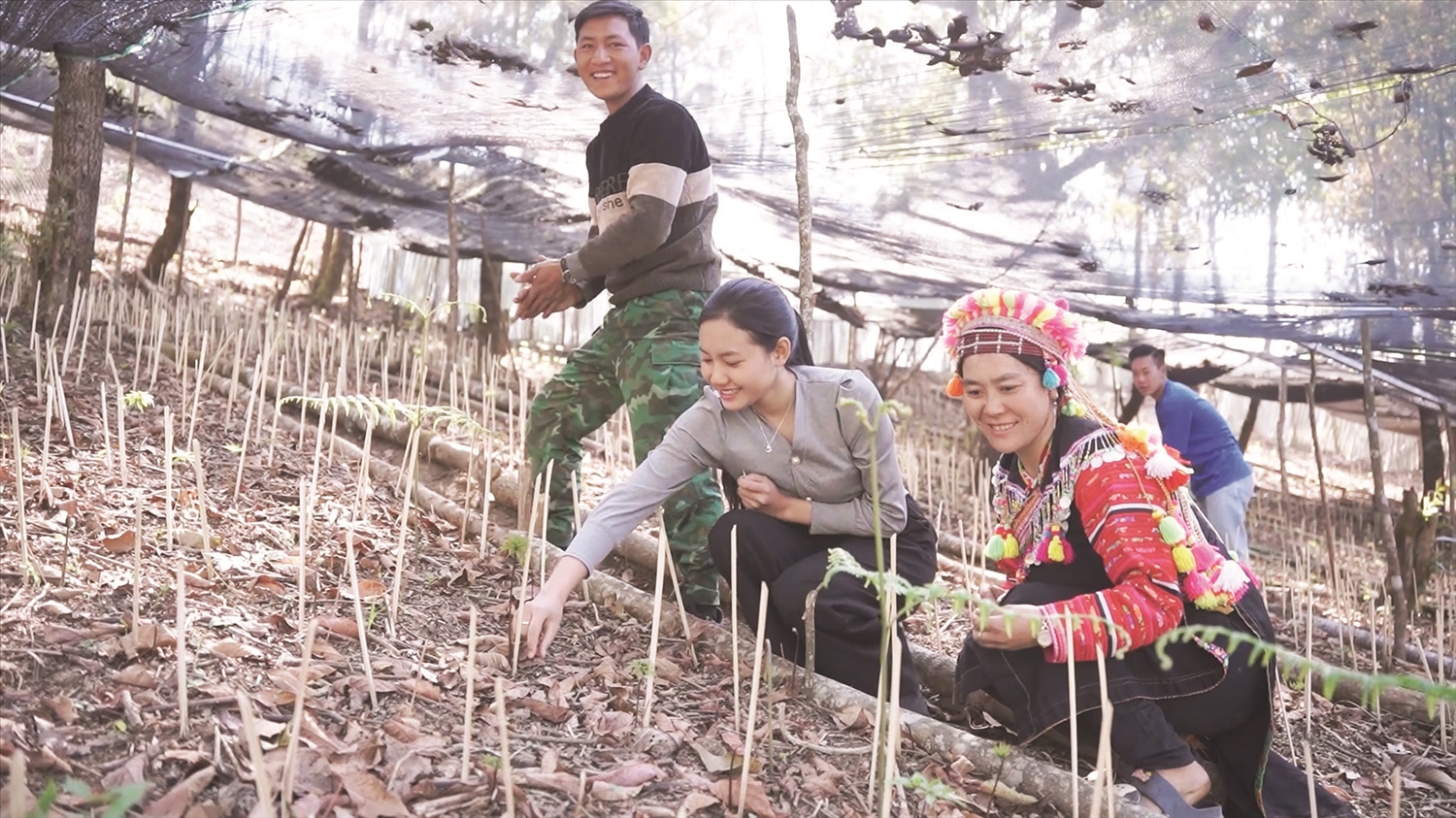 Người dân bản Sín Chải B, xã Pa Vệ Sử, huyện Mường Tè chăm sóc cây sâm Lai Châu Người dân bản Sín Chải B, xã Pa Vệ Sử, huyện Mường Tè chăm sóc cây sâm Lai Châu