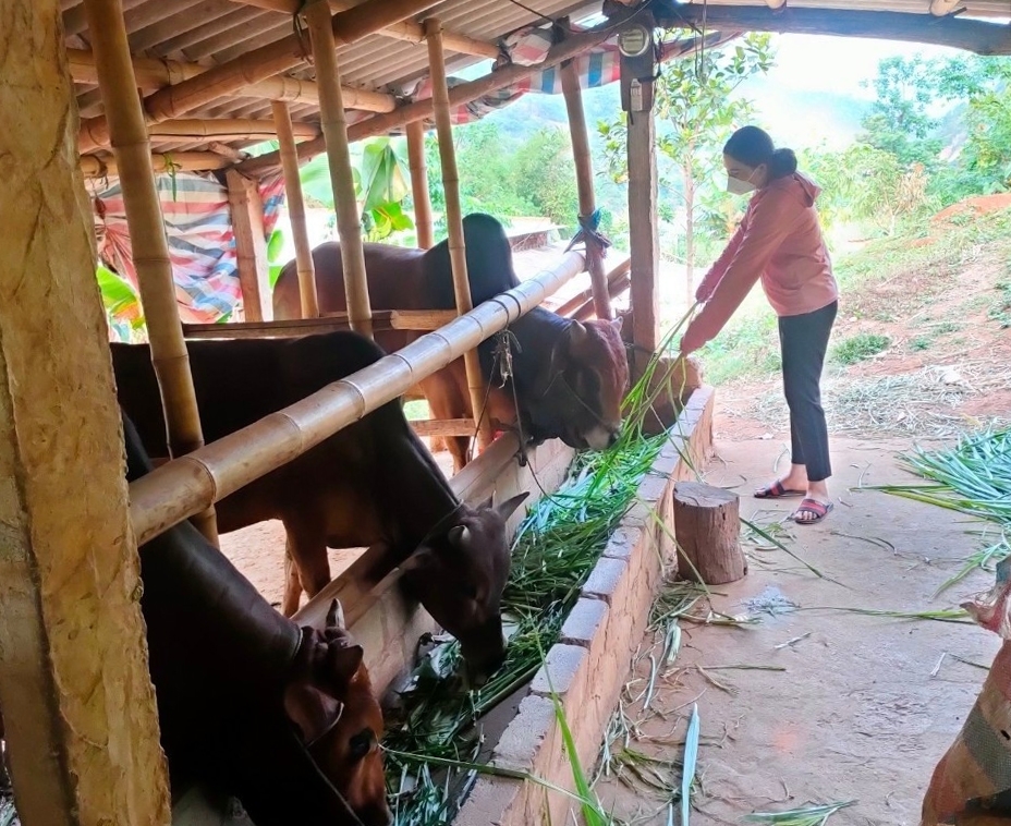Mô hình chăn nuôi bò sinh sản giống địa phương theo hình thức “ngân hàng bò” phát huy hiệu quả ở huyện Mường Lát Mô hình chăn nuôi bò sinh sản giống địa phương theo hình thức “ngân hàng bò” phát huy hiệu quả ở huyện Mường Lát