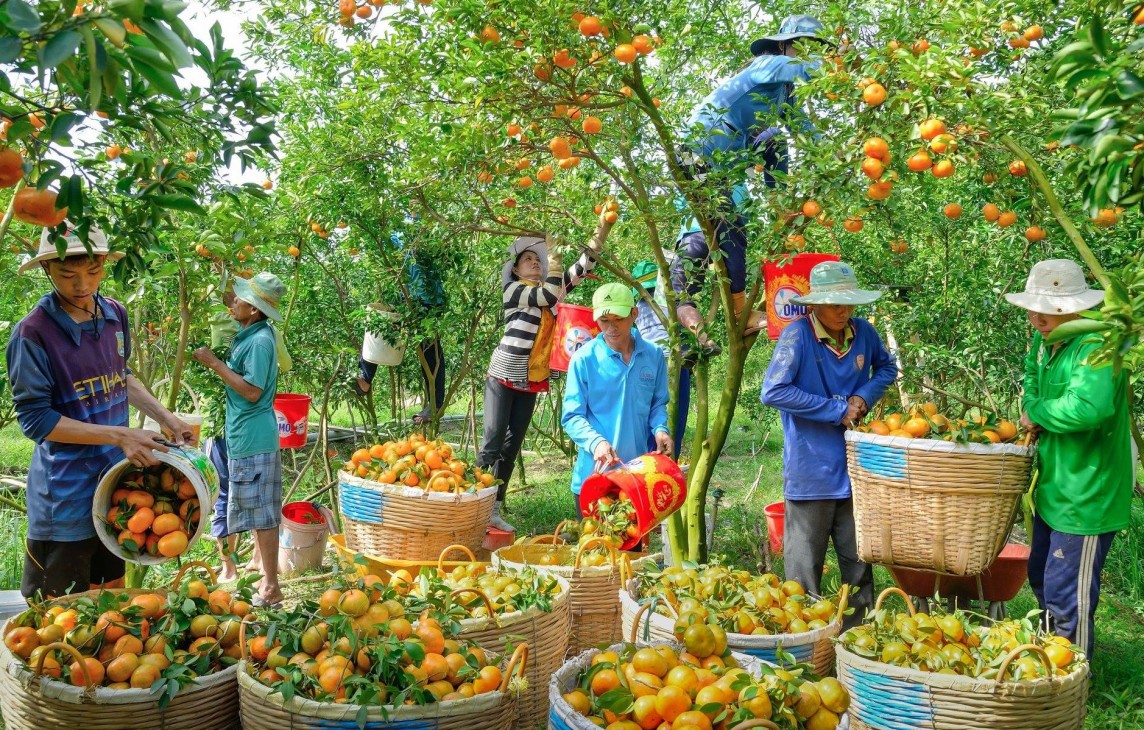 Nông sản, trái cây Việt đang chịu cạnh tranh gay gắt tại thị trường Canada