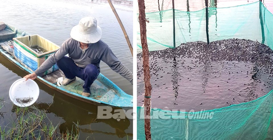Loại cá nấu lẩu ngon bá cháy này được ông nông dân Bạc Liêu nuôi trong ruộng lúa, hễ bán là hết veo- Ảnh 1. Loại cá nấu lẩu ngon bá cháy này được ông nông dân Bạc Liêu nuôi trong ruộng lúa, hễ bán là hết veo- Ảnh 1.