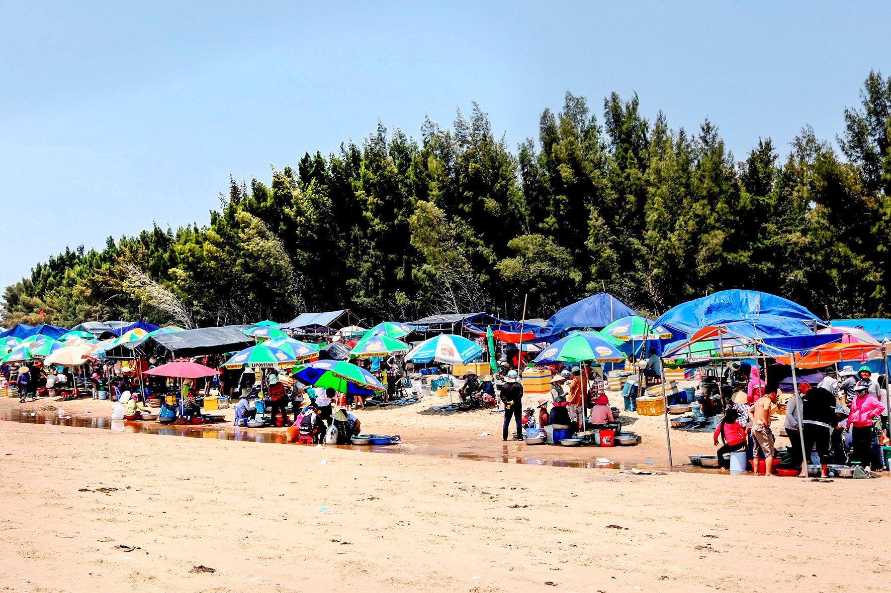 Ở một nơi của Bình Thuận thấy cắm ô rợp trời, ngỡ bãi biển tấp nập, hóa ra là chợ làng, bán cá theo chậu- Ảnh 1. Ở một nơi của Bình Thuận thấy cắm ô rợp trời, ngỡ bãi biển tấp nập, hóa ra là chợ làng, bán cá theo chậu- Ảnh 1.