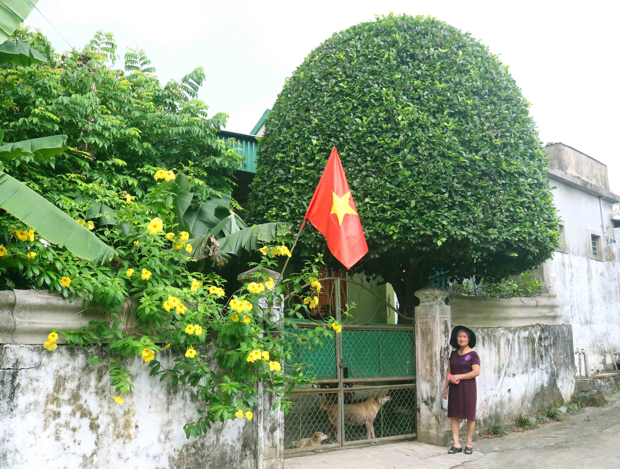 Cận cảnh nhà cổ ở làng quê xã Kim Liên của Nghệ An, có một nhà gỗ từ thời nhà Lê, đã gần 300 tuổi- Ảnh 1. Cận cảnh nhà cổ ở làng quê xã Kim Liên của Nghệ An, có một nhà gỗ từ thời nhà Lê, đã gần 300 tuổi- Ảnh 1.