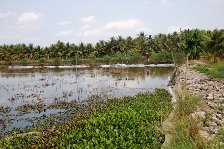 Ở một huyện của Vĩnh Long, nông dân đang khá giả lên nhờ cây trồng mới, vật nuôi mới, có nuôi cá chạch ở ruộng- Ảnh 1. Ở một huyện của Vĩnh Long, nông dân đang khá giả lên nhờ cây trồng mới, vật nuôi mới, có nuôi cá chạch ở ruộng- Ảnh 1.