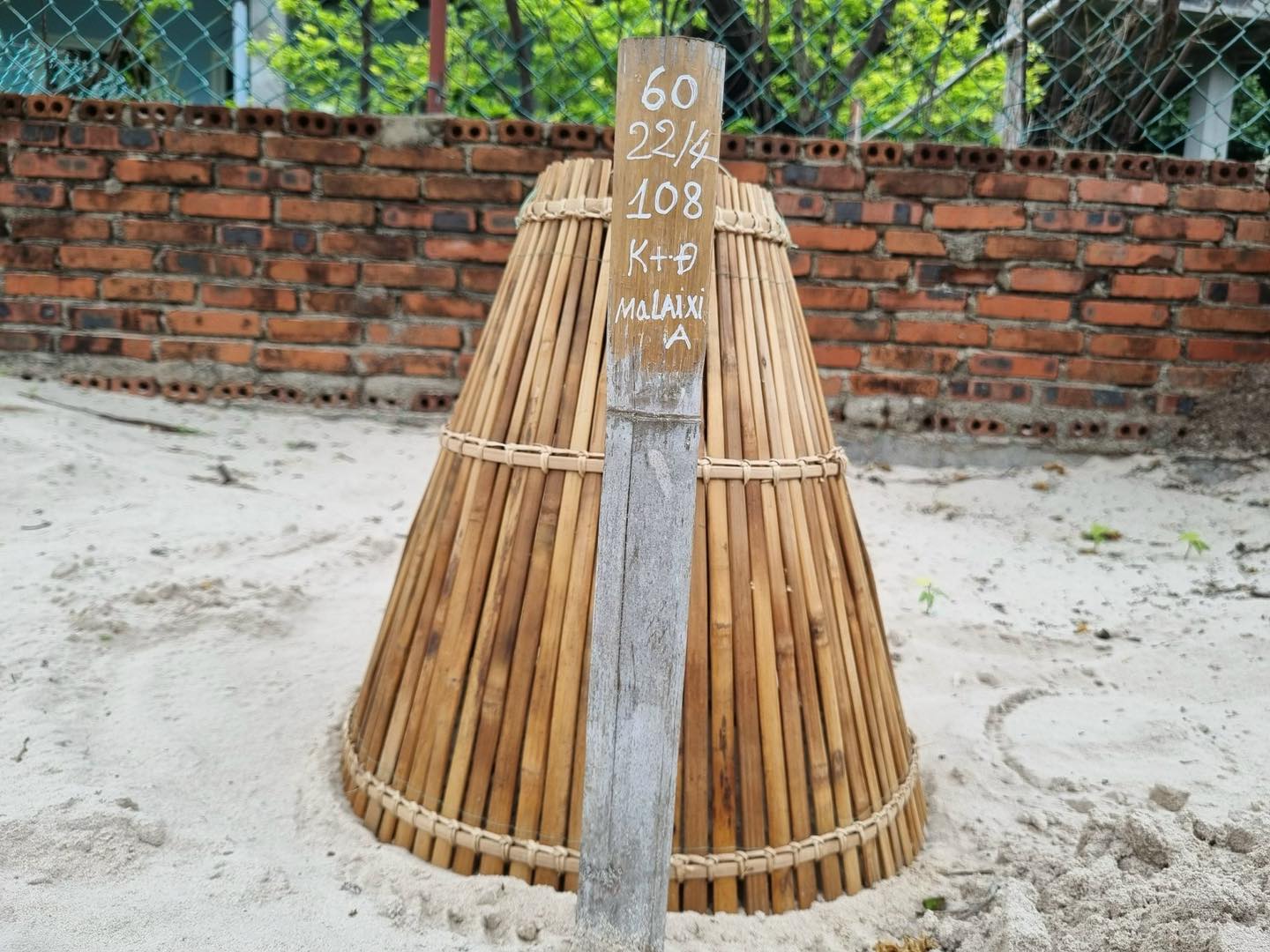 Ổ trứng khổng lồ 108 quả của con động vật hoang dã vượt biển từ Malaysia sang Côn Đảo để đẻ sắp nở - Ảnh 1. Ổ trứng khổng lồ 108 quả của con động vật hoang dã vượt biển từ Malaysia sang Côn Đảo để đẻ sắp nở - Ảnh 1.