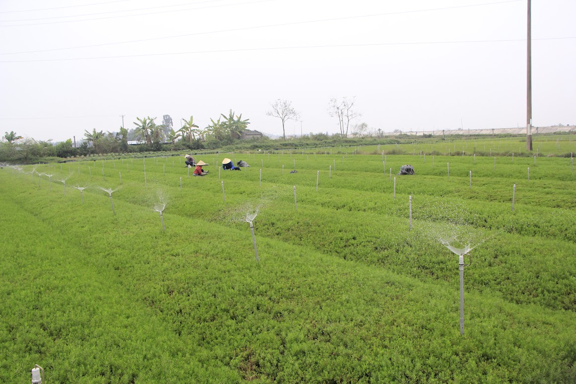 Rau nhót, loại rau dại tên nghe mắc cười, một người Nghệ An trồng thành công, thu gần 1 tỷ/ha- Ảnh 1. Rau nhót, loại rau dại tên nghe mắc cười, một người Nghệ An trồng thành công, thu gần 1 tỷ/ha- Ảnh 1.