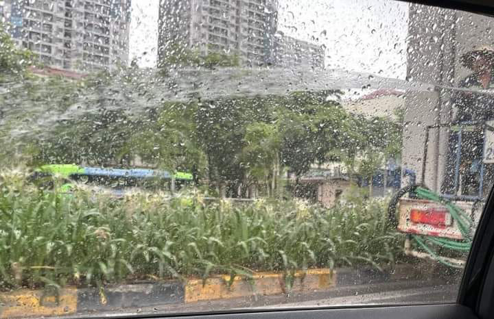 Sở Xây dựng Hà Nội kiểm tra thông tin công nhân tưới cây giữa trời mưa tầm tã- Ảnh 1. Hình ảnh lan truyền trên mạng xã hội việc một công nhân đang tưới cây giữa trời mưa tầm tã - Ảnh: MXH