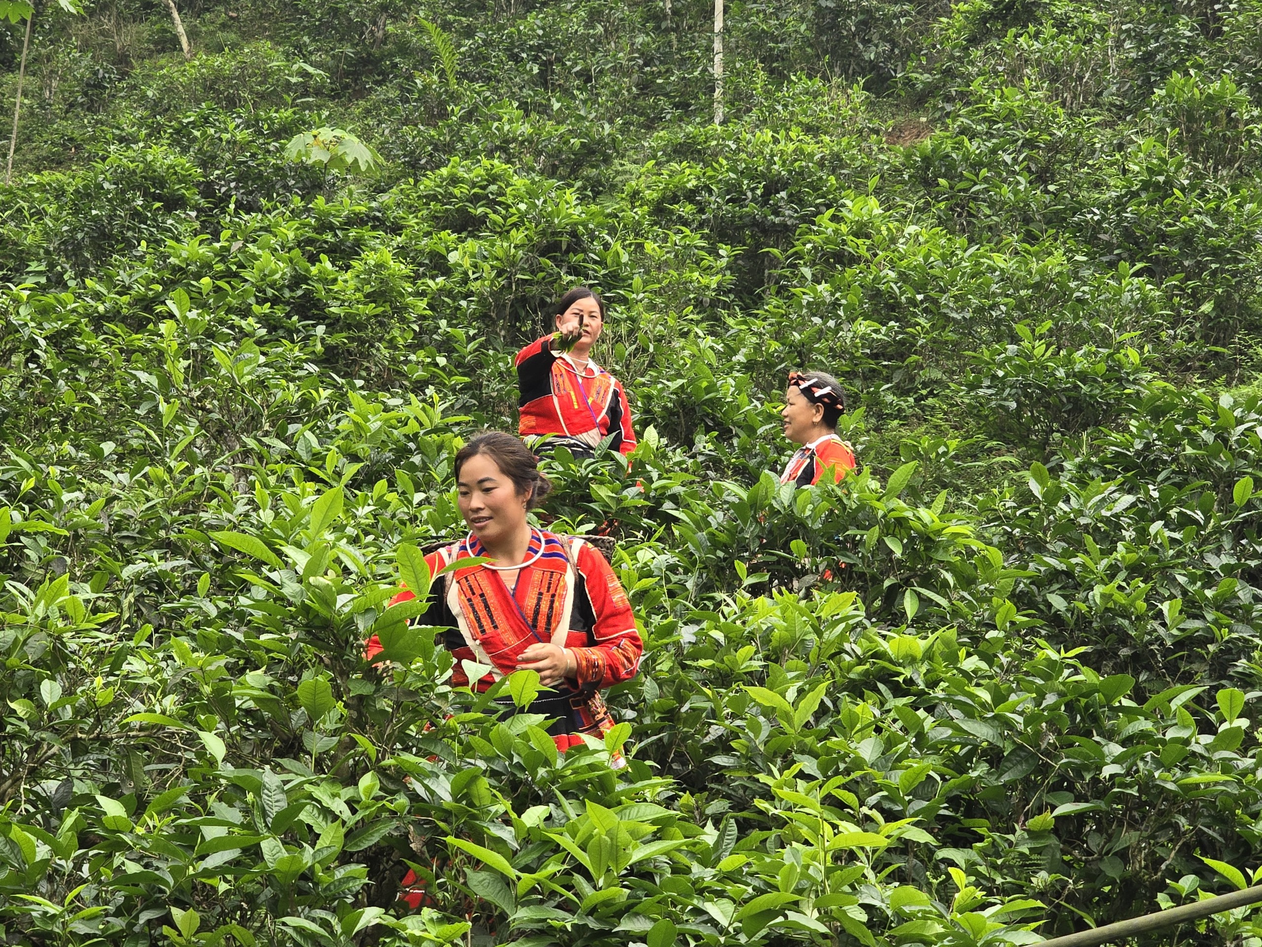 Tạo động lực cho phụ nữ dân tộc Pà Thẻn vươn lên phát triển kinh tế- Ảnh 2. Tạo động lực cho phụ nữ dân tộc Pà Thẻn vươn lên phát triển kinh tế- Ảnh 2.