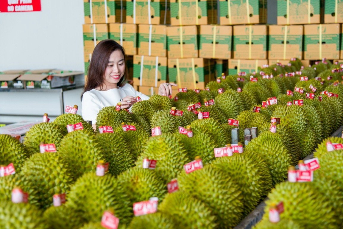 Thúc đẩy xuất khẩu chính ngạch sầu riêng đông lạnh sang Trung Quốc- Ảnh 1. Thúc đẩy xuất khẩu chính ngạch sầu riêng đông lạnh sang Trung Quốc- Ảnh 1.
