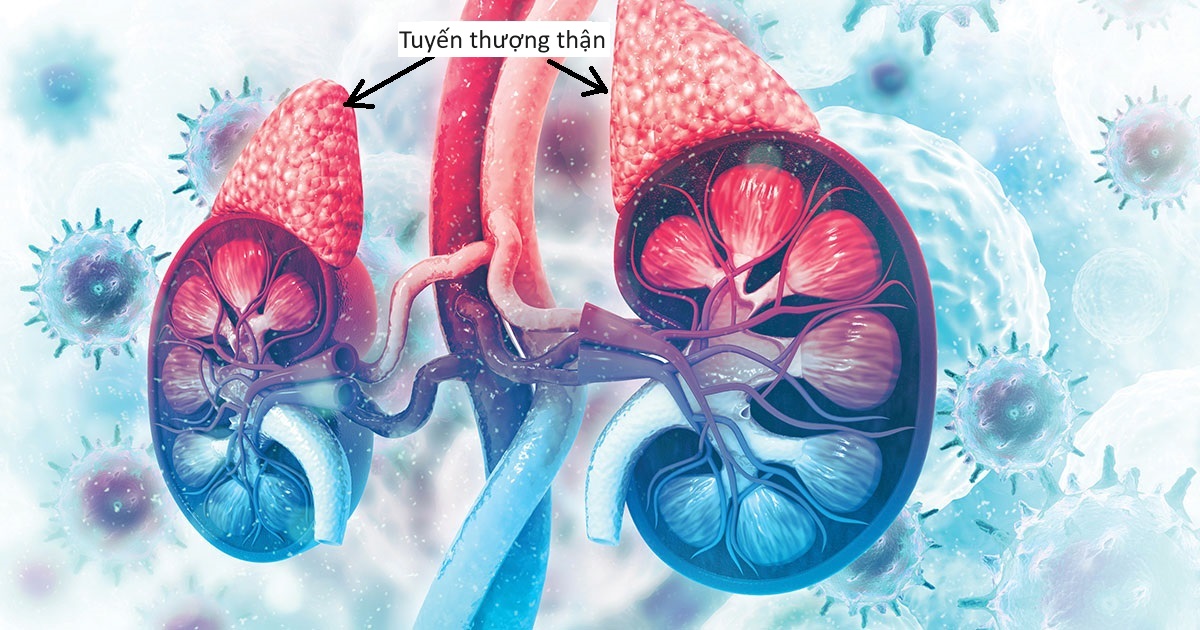 Thuốc nào trị suy tuyến thượng thận?- Ảnh 2. Thuốc nào trị suy tuyến thượng thận?- Ảnh 2.