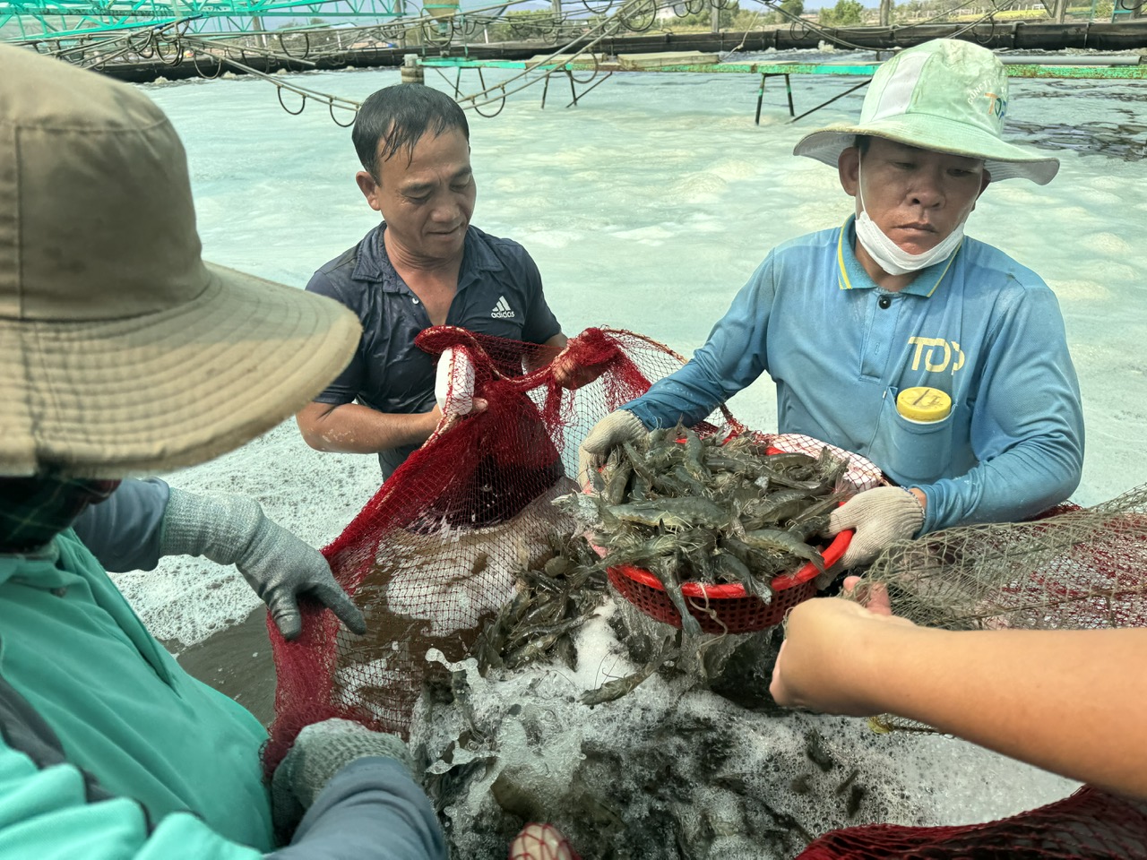 Tôm nuôi công nghệ cao ở Bà Rịa-Vũng Tàu toàn con to bự thế này thế mà giá giảm thê thảm, dân lo lắm- Ảnh 1. Tôm nuôi công nghệ cao ở Bà Rịa-Vũng Tàu toàn con to bự thế này thế mà giá giảm thê thảm, dân lo lắm- Ảnh 1.