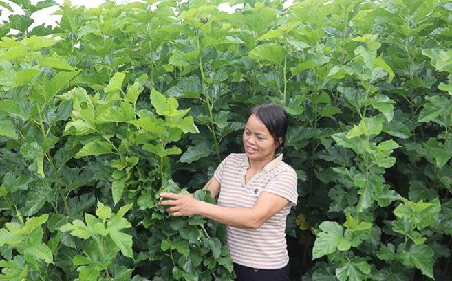 Trồng dâu nuôi tằm thay đổi kinh tế gia đình- Ảnh 1. Trồng dâu nuôi tằm thay đổi kinh tế gia đình- Ảnh 1.
