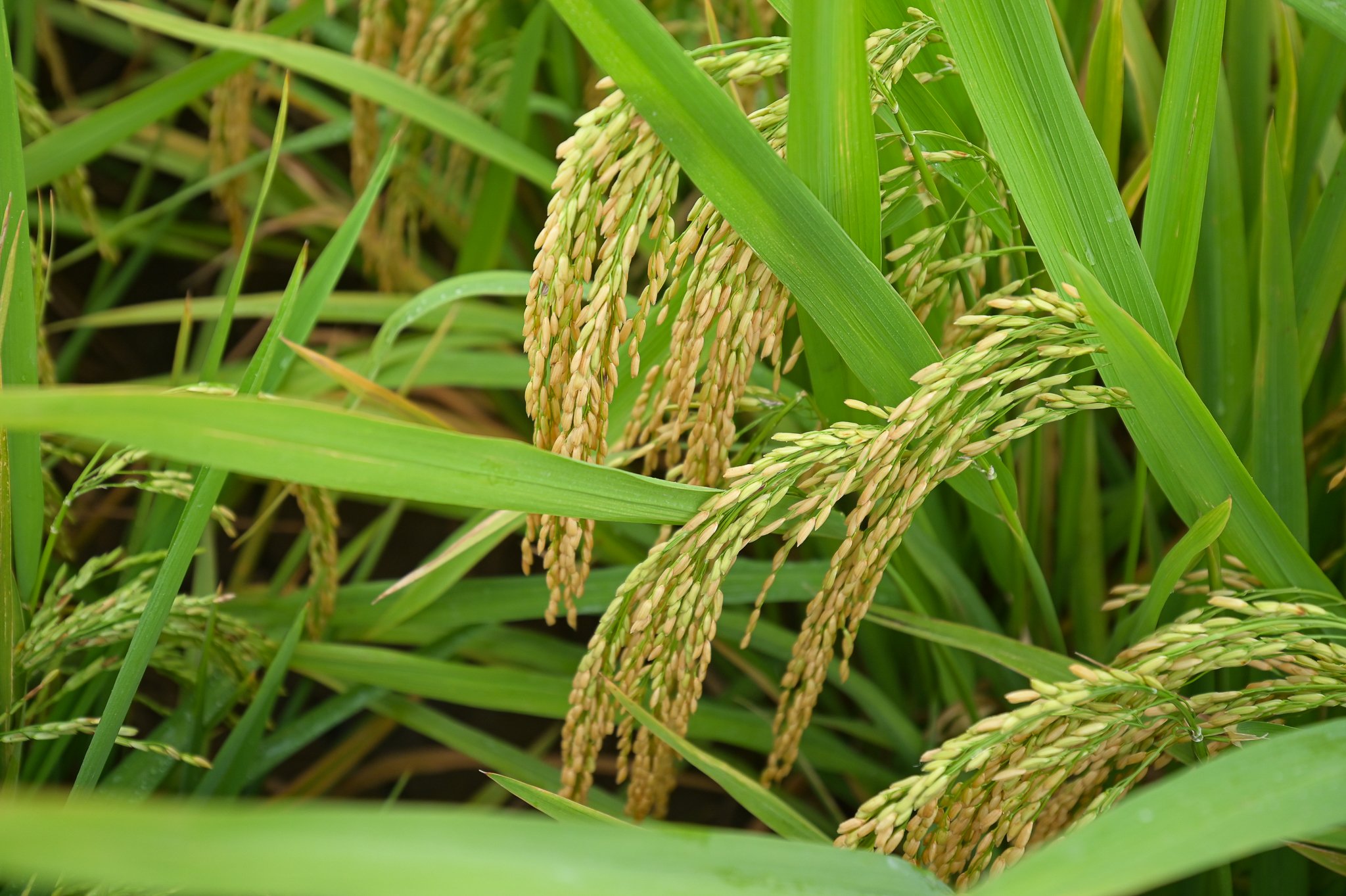 Việt Nam đang có bộ giống lúa hội tụ đủ 5 tiêu chí, là mơ ước của nhiều quốc gia- Ảnh 1.