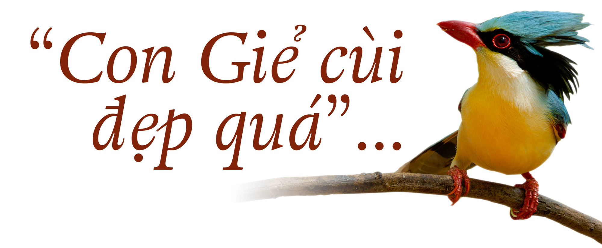Việt Nam là miền đất hứa mới cho người mê chim - Ảnh 1. Việt Nam là miền đất hứa mới cho người mê chim - Ảnh 1.