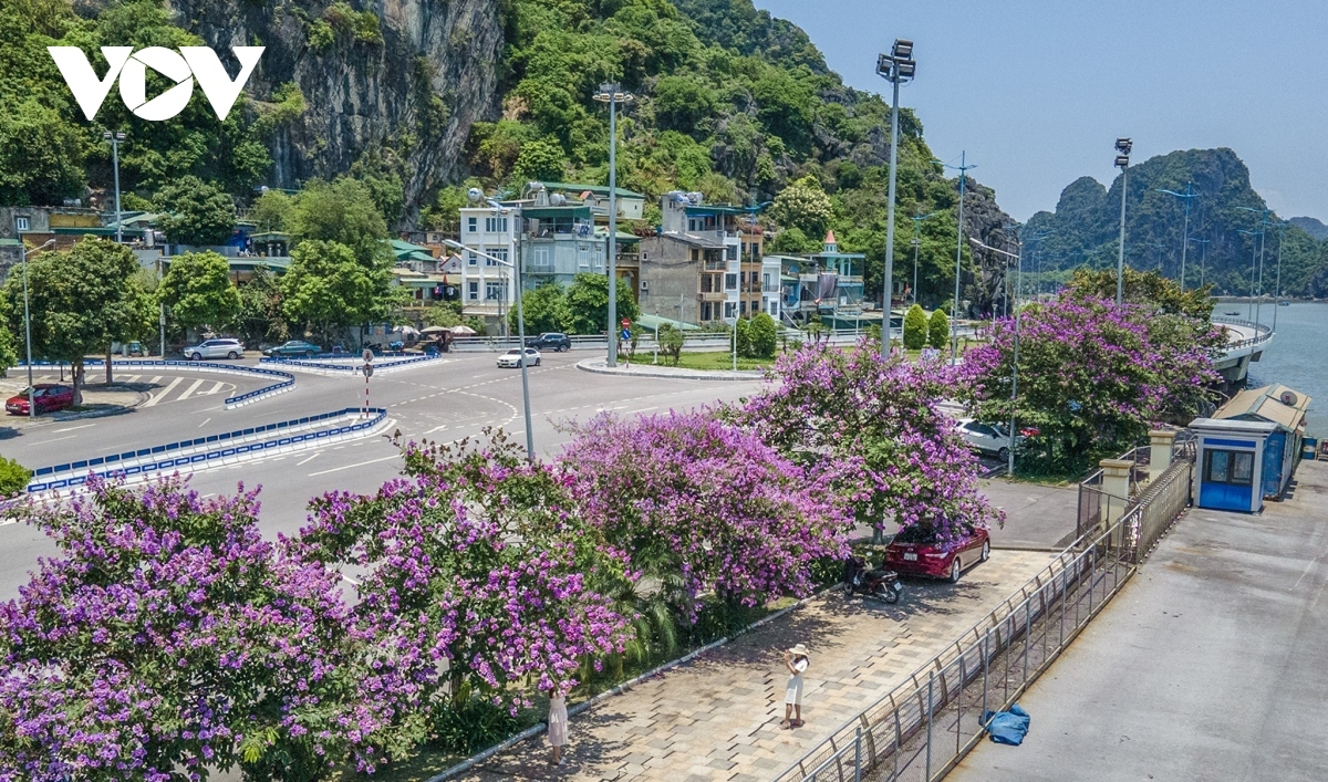 xây dựng thương hiệu thành phố hạ long gắn với lễ hội và mùa hoa hình ảnh 1 xay dung thuong hieu thanh pho ha long gan voi le hoi va mua hoa hinh anh 1