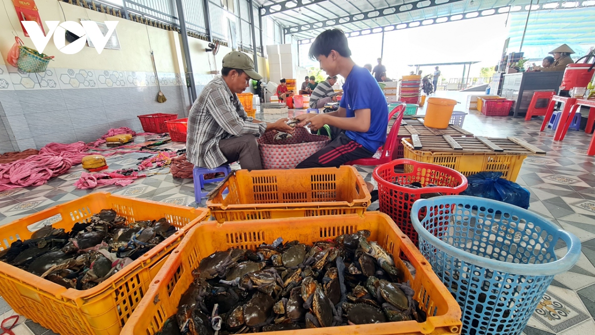 cà mau bác thông tin xuất khẩu cua gián đoạn do gặp khó vận chuyển hình ảnh 2 ca mau bac thong tin xuat khau cua gian doan do gap kho van chuyen hinh anh 2