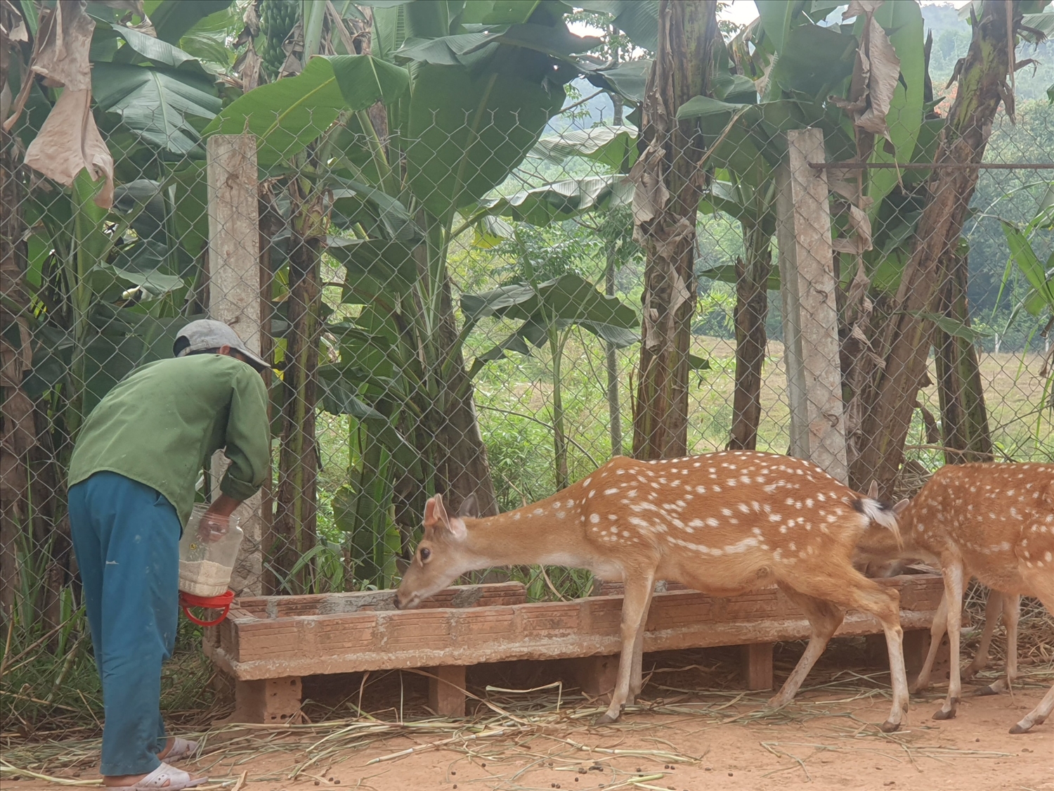 Thành công với mô hình nuôi hươu sao, nhiều hộ dân ở Đông Giang đã xây được nhà khang trang, vươn lên làm giàu Thành công với mô hình nuôi hươu sao, nhiều hộ dân ở Đông Giang đã xây được nhà khang trang, vươn lên làm giàu